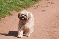 dog walking